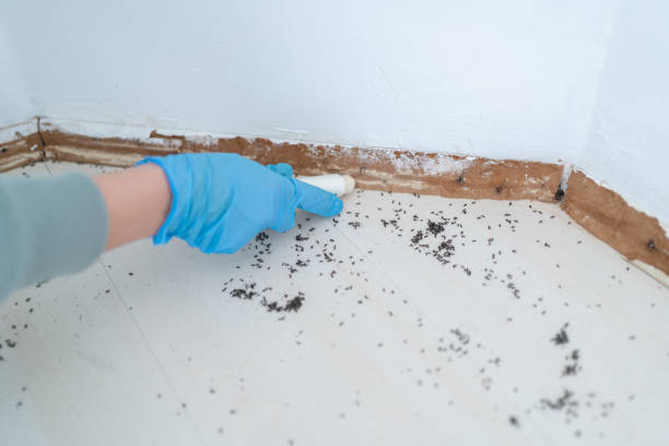 Best Pest Prevention Services  in Milbank, SD